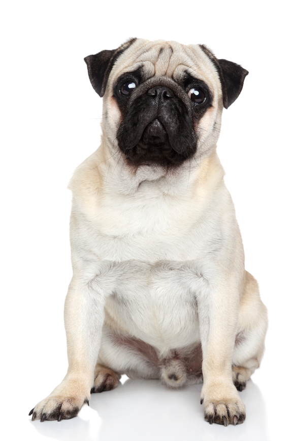 Pug dog on white background